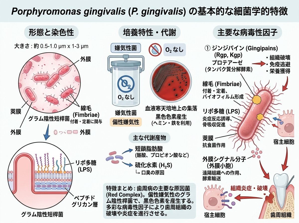 Porphyromonas gingivalis の基本的な細菌学的特徴