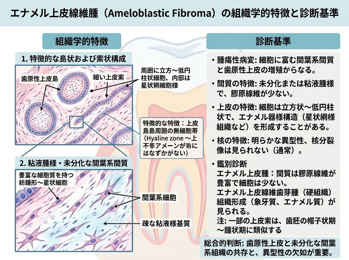 エナメル上皮線維腫の組織学的特徴と診断基準