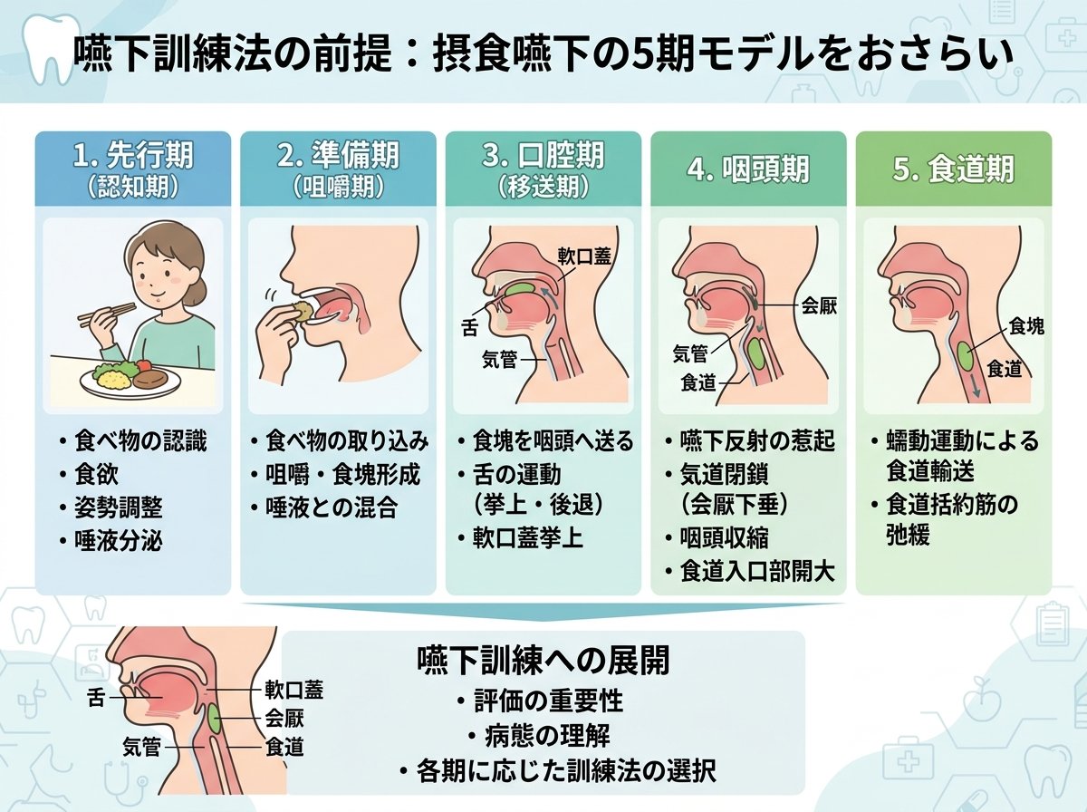 嚥下訓練法の前提：摂食嚥下の5期モデルをおさらい