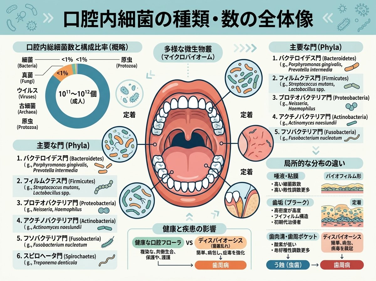 口腔内細菌の種類 数の全体像
